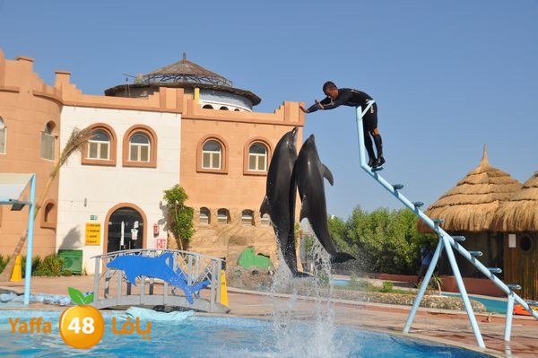 sharm el skhekh 707  (81).JPG